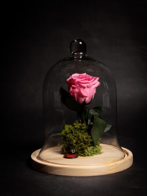 Rosas Eterna VARIOS COLORES