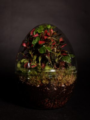 MINI OASIS GLOBO