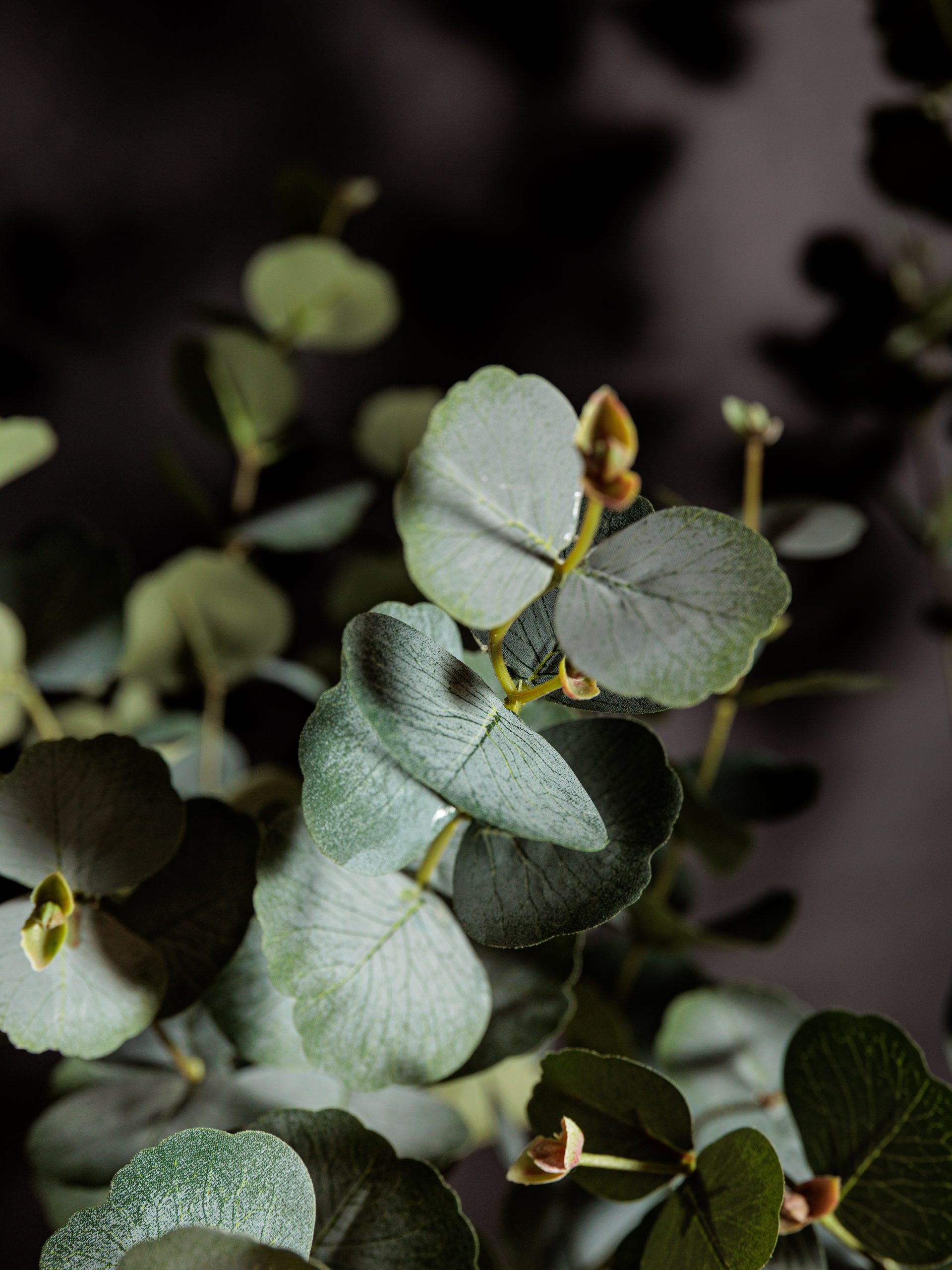 Colección de Plantas Premium Artificiales - Imagen 3