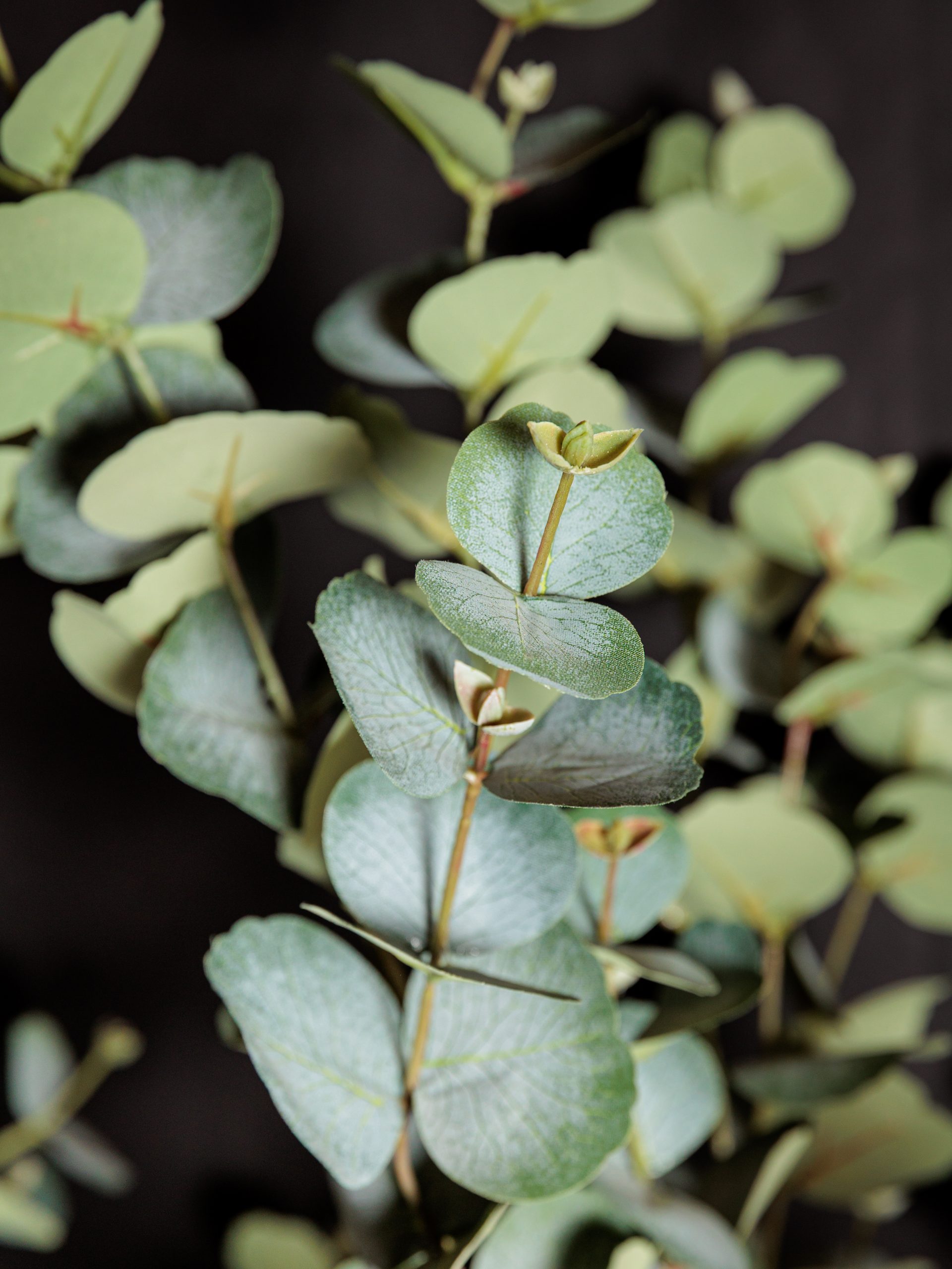 Colección de Plantas Premium Artificiales - Imagen 2