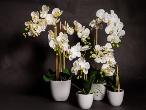 Colección de Orquídeas Premium de silicona